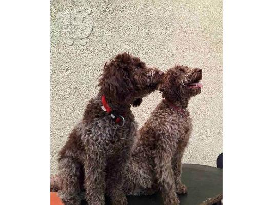 Κουτάβια Lagotto Romagnolo